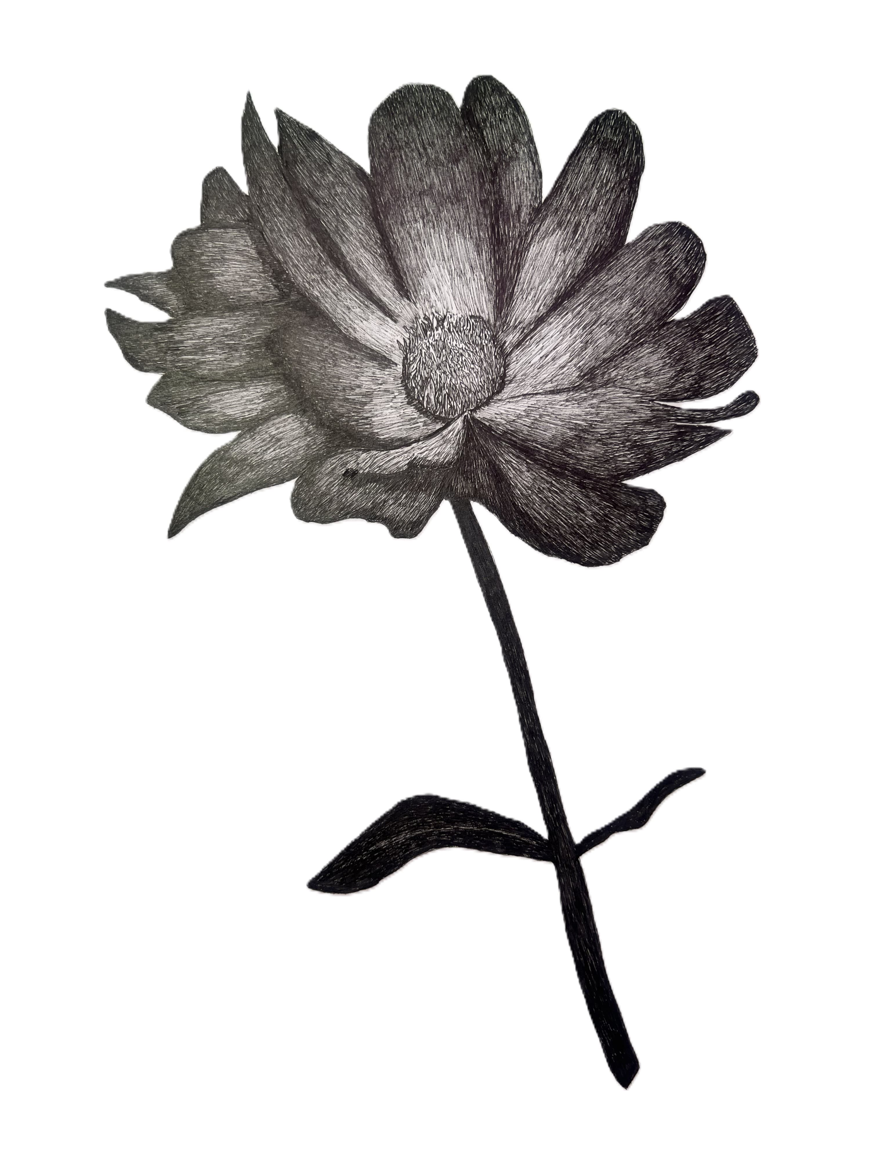 Detailed pen and ink botanical illustration of a dahlia flower, with dense hatching rendering petals in deep tonal gradations from near-black to white