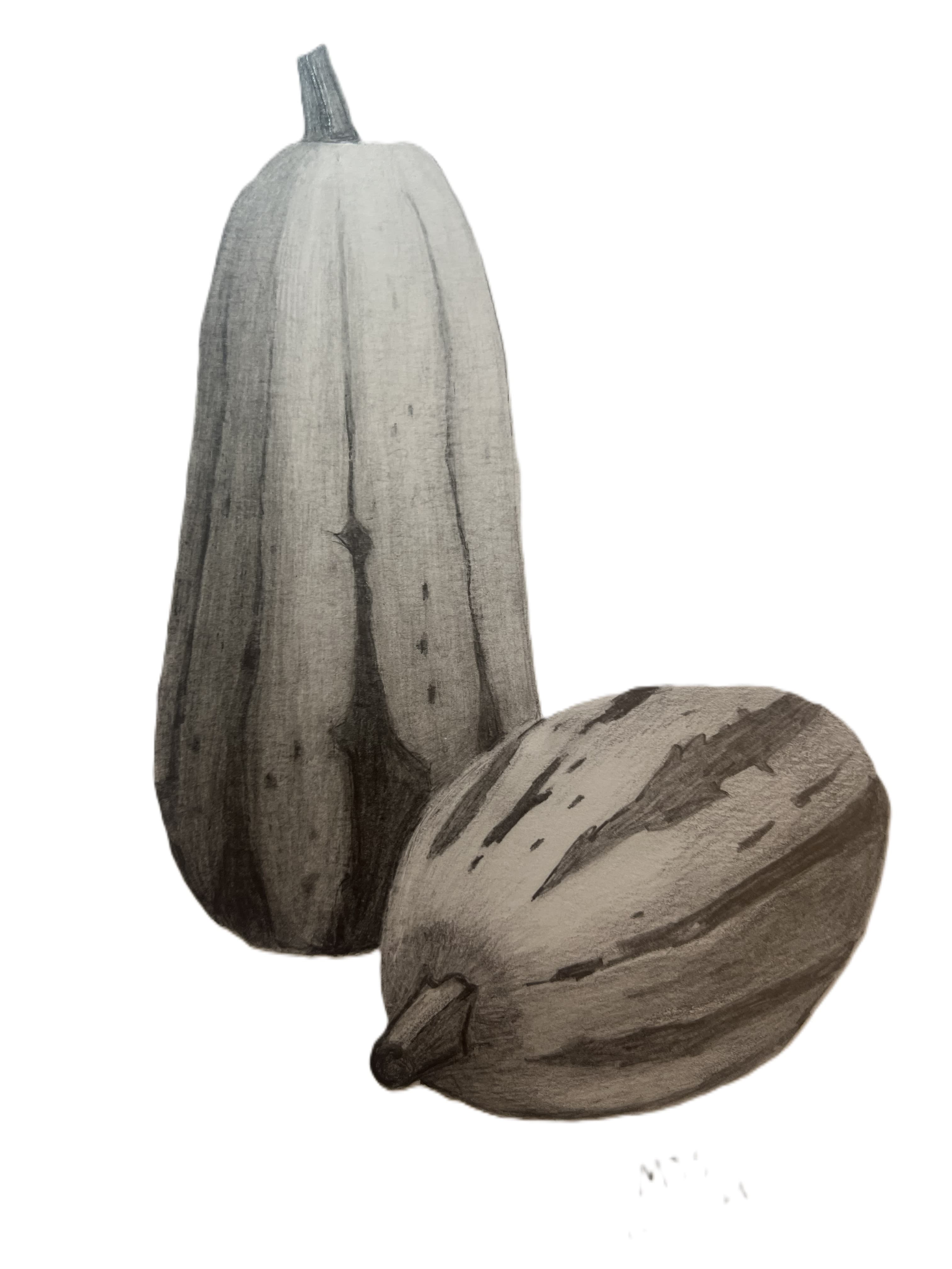 Graphite still life drawing of two winter squash — a tall butternut and a rounded delicata — with delicate tonal shading on white ground